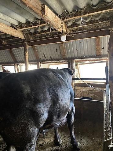 Коровы, быки: Продаю | Бык (самец) | На откорм | Привязанные — 3