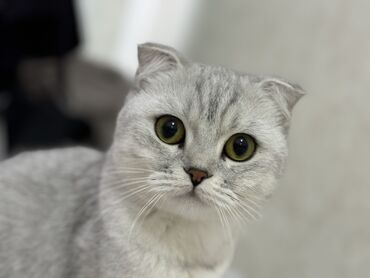 шотланские коты: Срочно продам КОТЕНКА возраст 1 год. Не стерилизован, очень умная и
