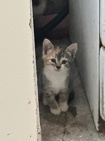 pulsuz it satilir: Gozel piwik balalari pulsuz verilir oynayandir yaxwi ellere 1.aydan — 6