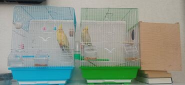 приют для животных в баку адрес: Ələ öyrəşmiş tam saglam 3 korella (1 dişi 2 erkək) Ünvan Biləcəri