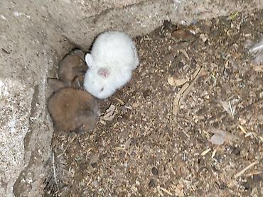 Dovşanlar: Karlik bala dovşanlar bala dovşanlar satılır dovşanlar dovşan — 4