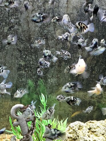 Рыбы: Цихлиды-подростки оптом! - бирюзовая акара - голубой дельфин - — 10