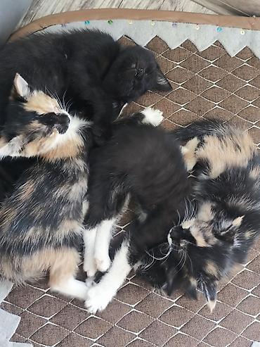 котята в добрые руки бесплатно: Отдам котят в хорошие руки: Порода: обычная Цвет — 4