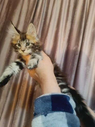 именные ошейники для кошек на заказ: Мейн-кун, 2 месяца, Девочка, Черепаховый, Приучена к лотку, Проглистована
