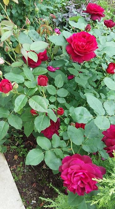 Другие садовые цветы и кустарники: Корни роз элитные сорта гарантия 100 % кустовые бардюрные спрей мини — 3