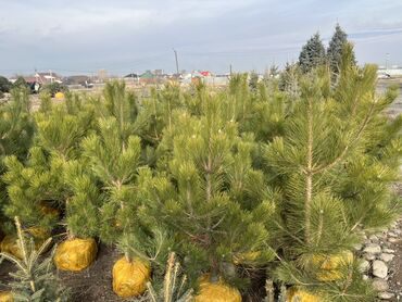 Декоративные деревья: Саженцы деревьев: Сосны — 9