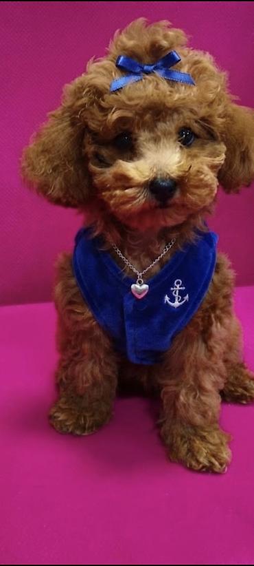afçarka balası satışı: Toy Poodle satılır 4 aylıqdı vaksinləri olunub və pasportuda — 1