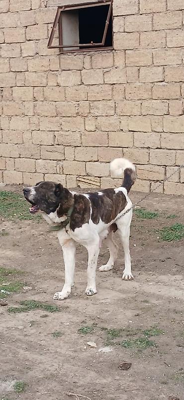 İtlər: Qurdbasar, 4 il, Dişi — 7