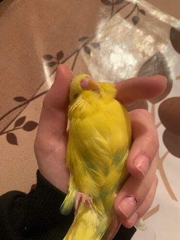 Tutuquşları: Danışan tutuquşu 9 aylıqdı erkəydi ələ ciyinə öyrənib qəfəs ilə 75 — 5