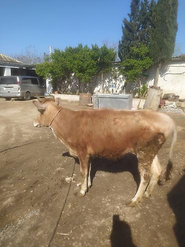 Dana, buzov: Dana, buzov — 7