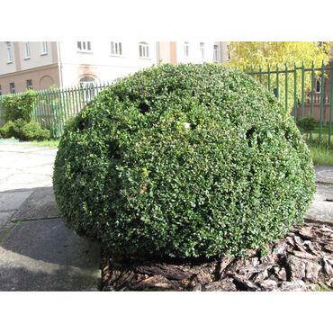 Декоративные деревья: Саженцы деревьев: Платная доставка — 4