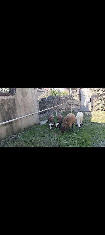 bakida pitbul satishi: Salam Akeykum, əsil damazlığa MaşaAllah super şişeyler çıxıb satışa — 2