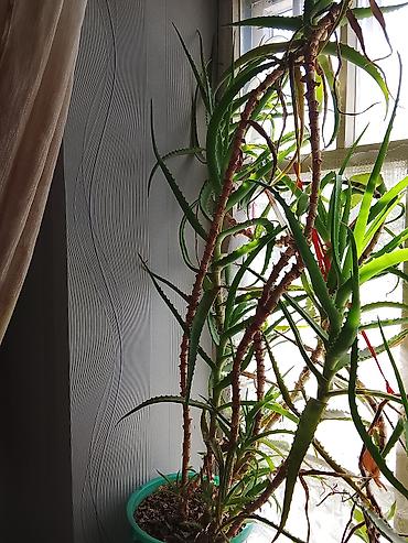 растения аквариумные: Алоэ (вероятно, Aloe arborescens) в горшке. 12 лет. - Крупное взрослое — 1