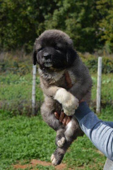 Psi: Odgajivačnica "Joxateam kennel" prodaje štenad Kavkaskog ovcara od — 2