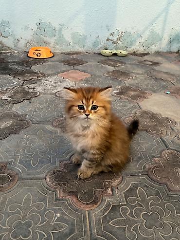 Salam, ətraflı məlumat üçün əlaqə nömrəsinə zəng edin lalafo.az -da Salam, ətraflı məlumat üçün əlaqə nömrəsinə zəng edin