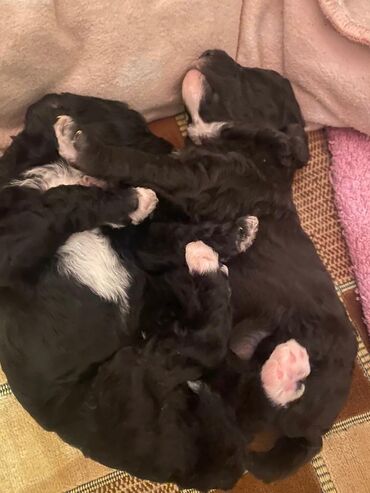 İtlər: Pudel — 2