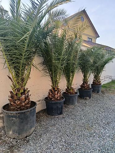 dəfnə agaci: Xurma xurması (Phoenix dactylifera) ağacları – qablarda - Növ — 2