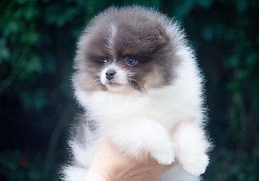 Продажа собак: Шпиц, 2 месяца, Самец — 6