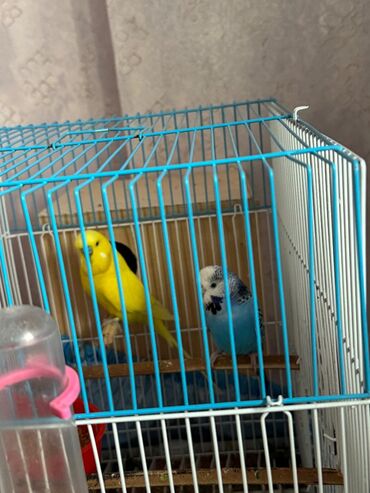 Bülbüllər: 1 cut vistivka ve cut valnis papuqay hazir cavan cutlerdi — 2