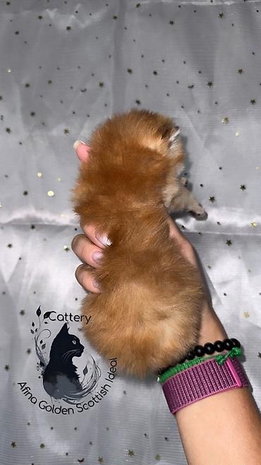 Продажа кошек: Скотиш Страйт (Шотландская прямоухая), 1 месяц, Мальчик, Золотая шиншилла, Приучена к лотку — 6