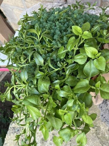 Otaq bitkiləri: Otaq və balkon üçün dekorativ bitkilər kolleksiyası - Qırmızı — 1