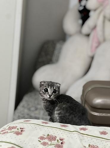 Продажа кошек: Скотиш Фолд (Шотландская вислоухая), 2 месяца, Мальчик, Серый, Приучена к лотку — 3