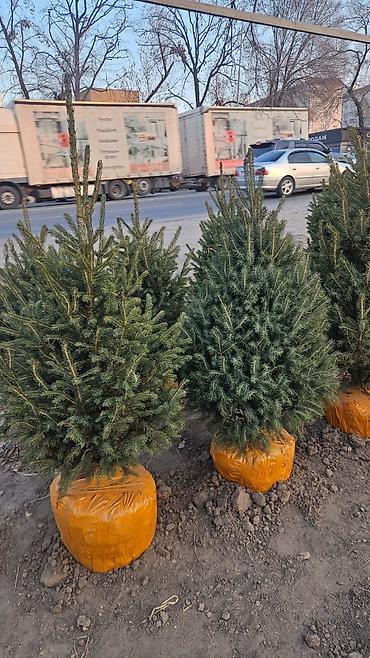 Другие товары для дома и сада: Голубой ель. Тянь-шаньский ель.береза,Пихта,Сосна, сатылат — 25