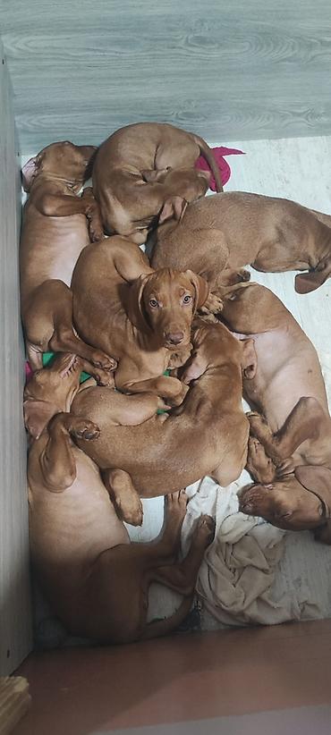 doberman cena: Na prodaju prelepi štenci mađarske vižle. Rodjeni 02.06.2026 — 2