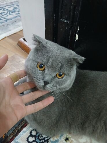 шотландский короткошерстный кот цена: Шотландская вислоухая кошка (Scottish Fold), окрас голубой (серый)
