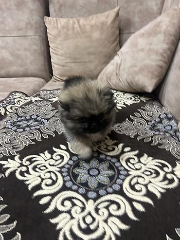 balaca it cinsləri: Pekines, 2 ay, Dişi, Peyvəndli, Ödənişli çatdırılma, Ünvandan götürmə — 2