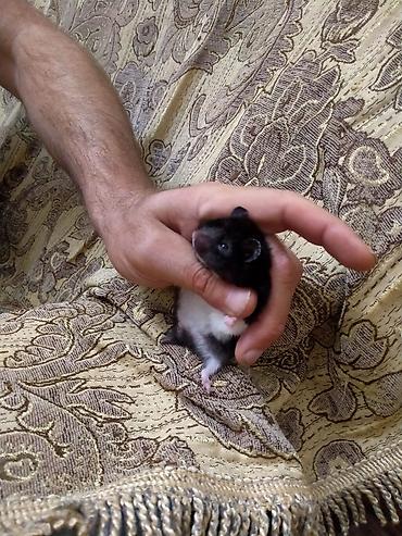 hamster satis: Salam. Xomyak satilir. Disidi. Qetiyyen el dislemir. Oynagandir. Bir — 5