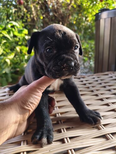 İtlər: 1 ay, Peyvəndli, Rayonlara çatdırılma, Ünvandan götürmə, Pulsuz çatdırılma — 15