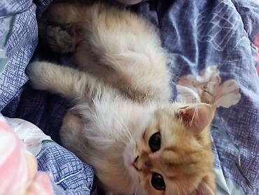 Продажа кошек: Скотиш Страйт (Шотландская прямоухая), 3 месяца, Мальчик, Золотая шиншилла, Приучена к лотку — 2