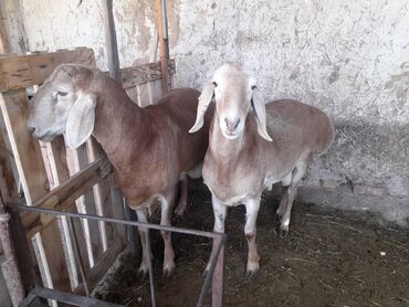 Бараны, овцы: Продаю | Баран (самец) | Арашан | Племенные