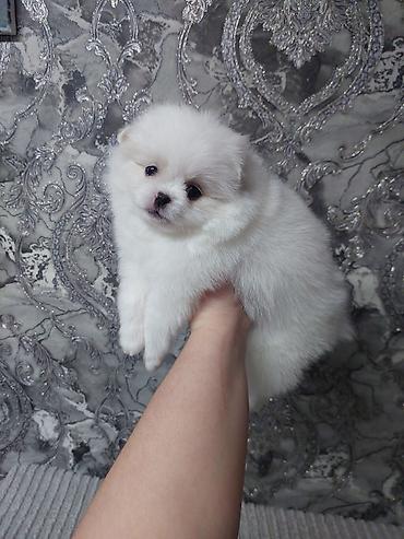 бельгийский овчарка цена: Шпиц, 1 месяц, Самец, С прививкой — 1