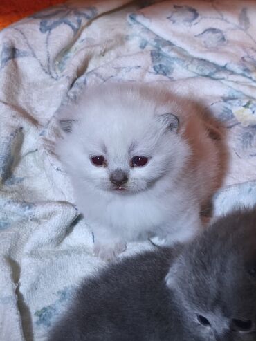 Pişiklər: Şotland yastı qulaq, Erkək, Dişi — 3