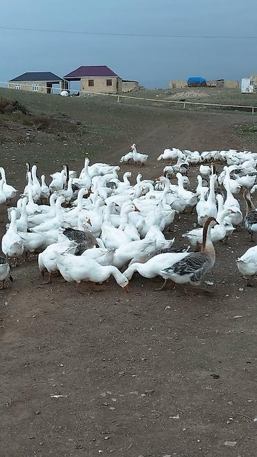 rus qazı: Qazlar satılır 100-200 arası var hamsi tam sağlamdı bordag kök — 1