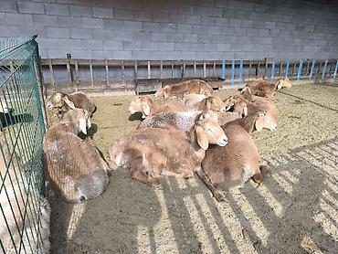 Баран, овца: Продаю | Ягненок | Арашан | Для разведения | Ярка at lalafo.kg — 3 Баран, овца: Продаю | Ягненок | Арашан | Для разведения | Ярка — 3