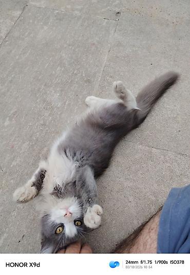 pişik ləvazimatları: ​🐾 Təcili! Çox sevimli və oynaq kütü satılır! 🐾 ​Məşhur Maine Coon və — 4