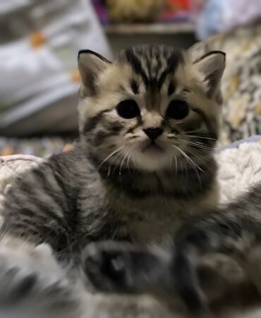 шотландская кошка скоттиш страйт: Продаются котята Шотландские (Скотиш Страйт) ( открыты для