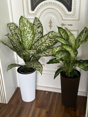 Другие комнатные растения: Комнатные цветы at lalafo.kg — 6 Другие комнатные растения: Комнатные цветы — 6