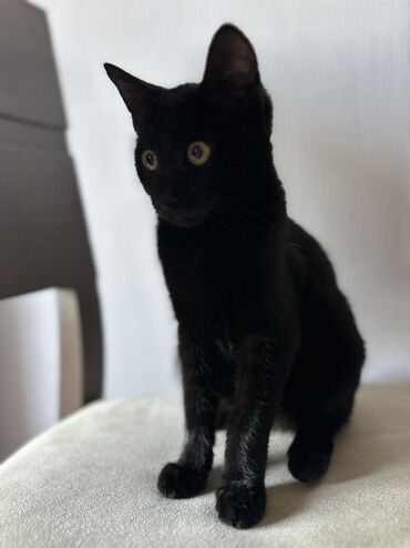 щенки золотистого ретривера: Найден котёнок 🐾 Вчера нашла котёнка на пересечении улиц Правда и