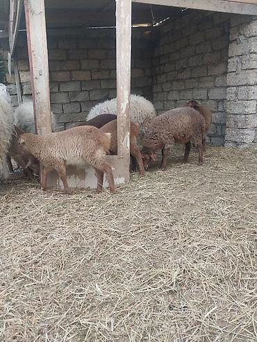 Qoyunlar, qoçlar: Razılaşma yolu ilə çox təcili satılır.balalı balasız fərq etmir — 21