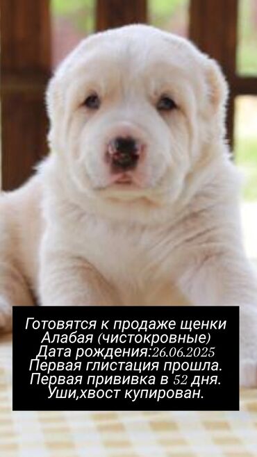 авчарка шенок: Алабай, 1 айлык, Ургаачы, Эмделген