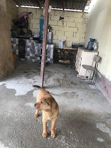 Продажа собак: Шарпей, 4 месяца, Самка, С прививкой — 1