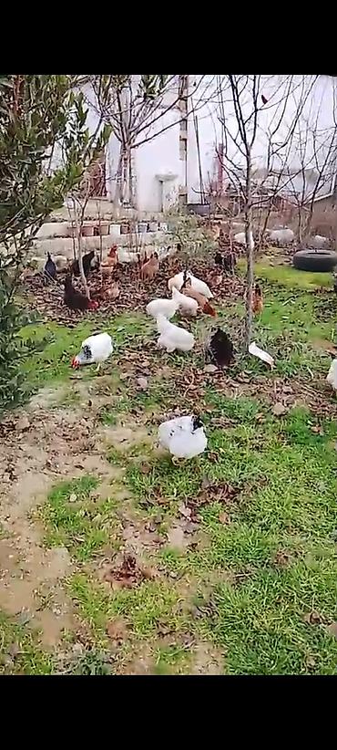 Toyuqlar: ‼️ Təcili Satılır ‼️ Yumurtayan Toyuqlar 1 ilikdi hamısı yumurtayır — 6