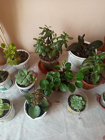 Другие комнатные растения: Комнатные растения в горшках Предлагаются комнатные растения на — 5