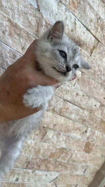 Pişiklər: Şinşilla — 8