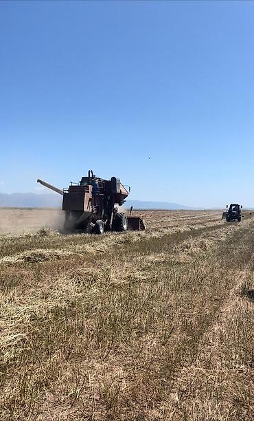 Другие виды семян и саженцев: Коп жылдык эспарцет уругу. Уроончулук чарба "Победитель" Ысыккол обл — 9