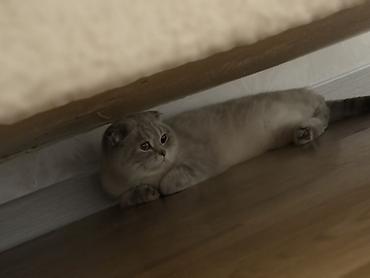 переноска длж котов: Məhsul: Pişik üçün daşıma çantası - Tip: Yumşaq gövdəli, ön hissəsi — 2
